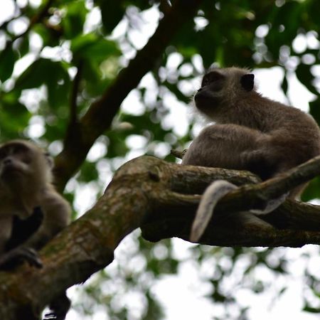 Pulai Spring Resort Kampung Kangkar Pulai Eksteriør billede