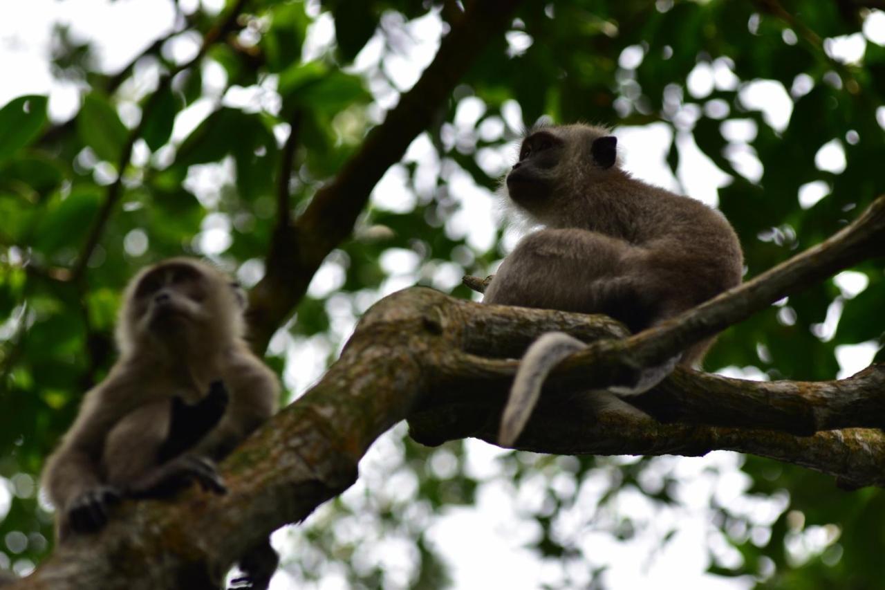 Pulai Spring Resort Kampung Kangkar Pulai Eksteriør billede
